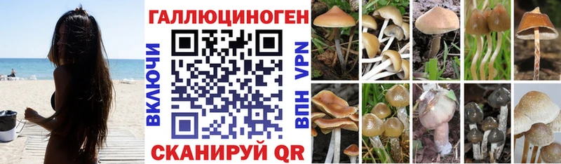 Галлюциногенные грибы Psilocybine cubensis  Купить где  Балашиха 